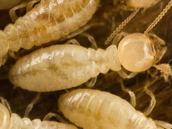 Termite Control
